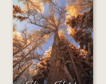 May include: A vertical photograph looking up at snow-covered trees against a blue sky, with golden sunlight illuminating the branches. The text "Happy Holidays FROM ALASKA" is printed in white script and block lettering at the bottom.