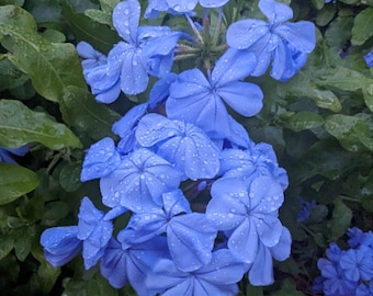 Freshly Watered Blue Plumbago Flowers Florida Closeup Photo