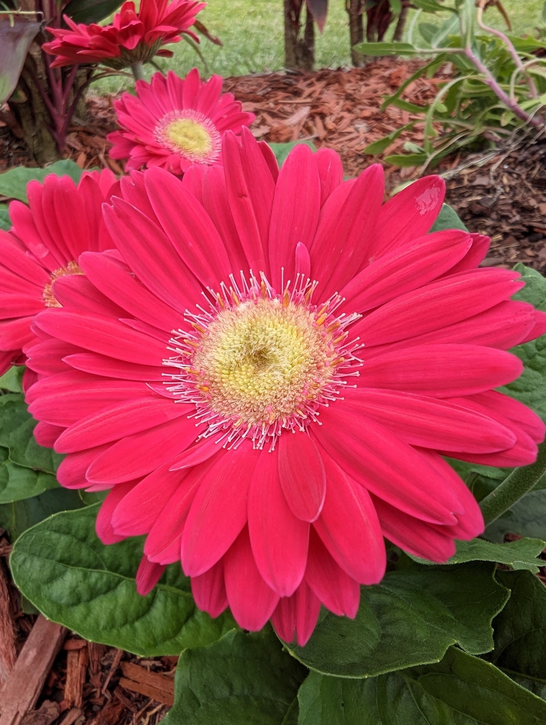 Pink Gerbera Daisy Blooming Florida Garden Closeup Photo Etsy