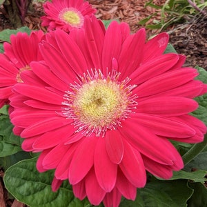 Pink Gerbera Daisy Blooming Florida Garden Closeup Photo