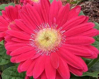 Pink Gerbera Daisy Blooming Florida Garden Closeup Photo