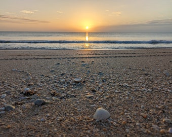 Seashells at Sunrise