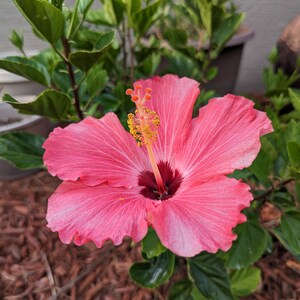 Pink Hibiscus Blooming Florida Garden Closeup Photo