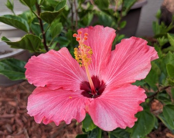 Pink Hibiscus Blooming Florida Garden Closeup Photo