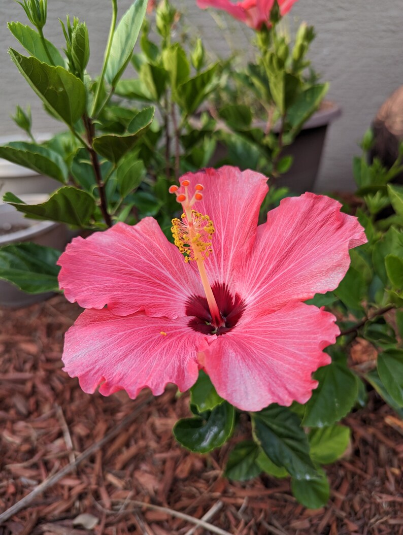 Pink Hibiscus Blooming Florida Garden Closeup Photo - Etsy
