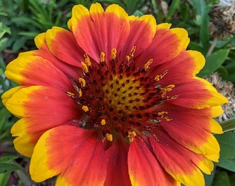 Indian Blanket Sunflower Blooming Florida Garden Closeup Photo