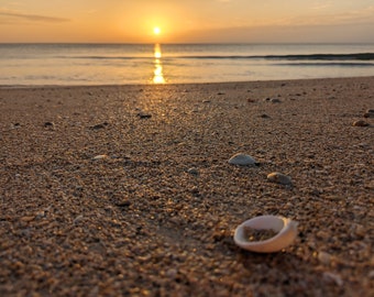 Seashells at Sunrise 4