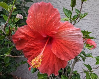 Freshly Watered Red Hibiscus Flower Blooming Florida Closeup Photo