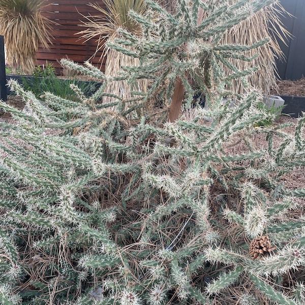 Colorado Tree Cholla