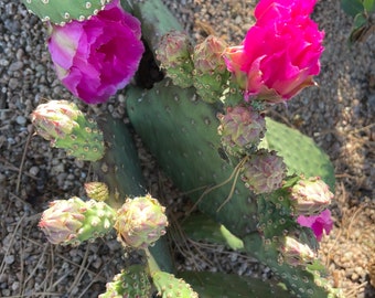 Opuntia Aurea beaver tail Cactus Cold Hardy