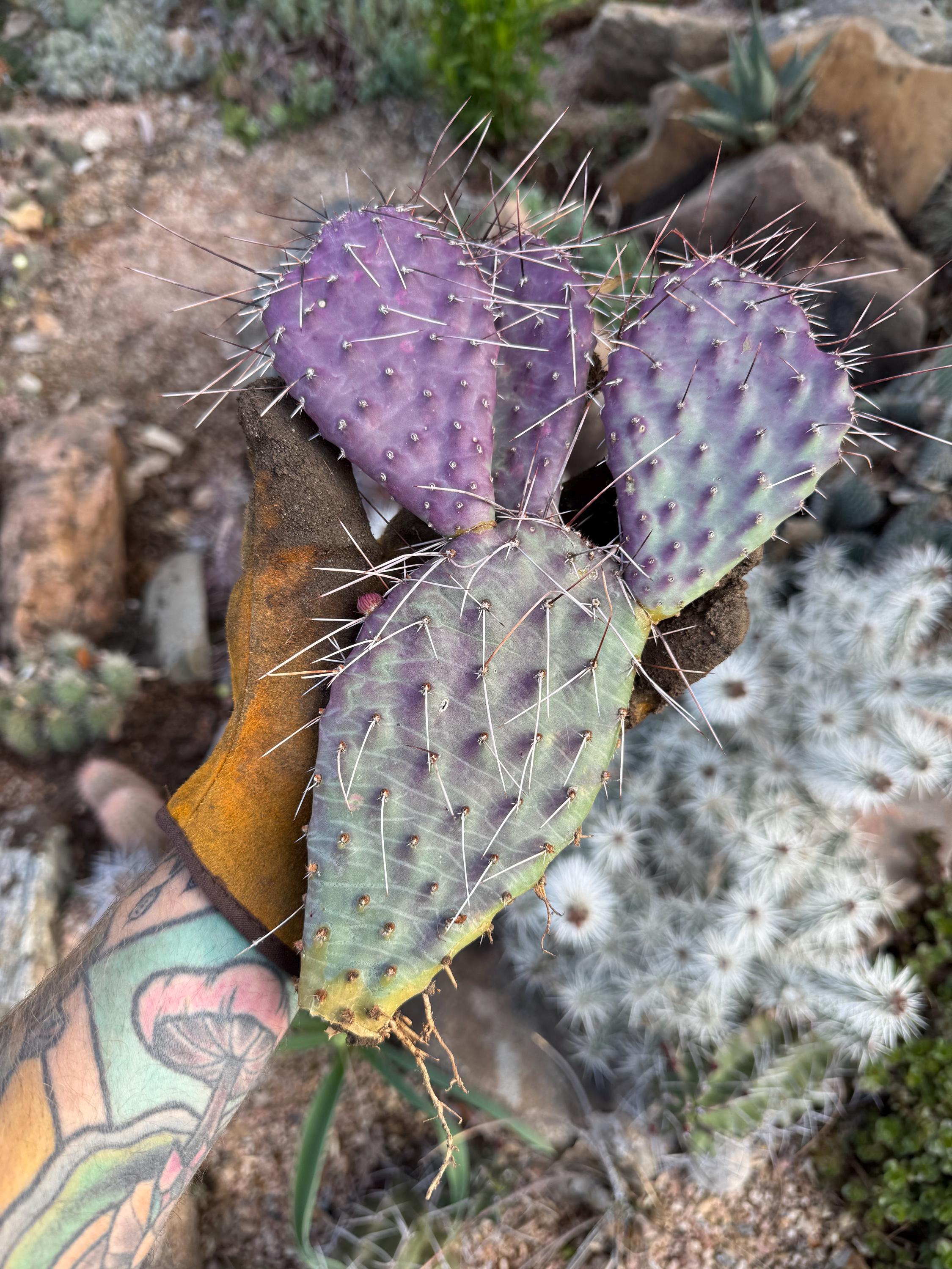 Opuntia Dark Knight 3-4 Pad Prickly Pear Cactus - Etsy