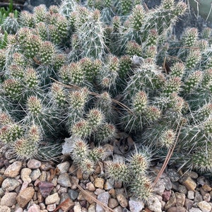 Opuntia Fragilis Spiney form