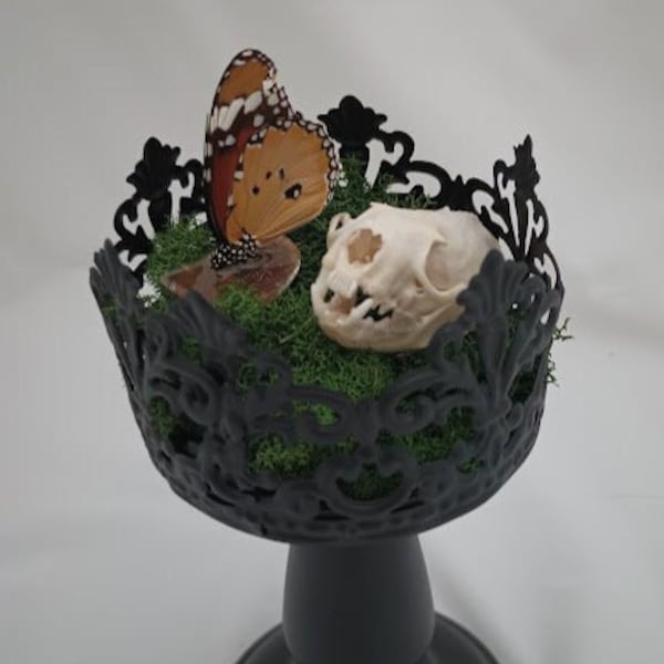 Mink Skull in Candle Holder with Butterfly; oddity; real skull; real bone; animal bone; curiosity; taxidermy; oddity