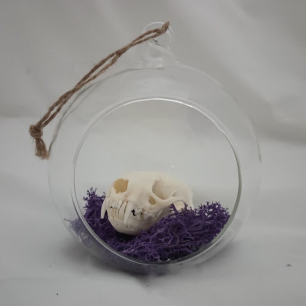 Cráneo de visón con musgo morado en cúpula de terrario de cristal colgante; hueso real; hueso de animales; curiosidad; rareza; taxidermia