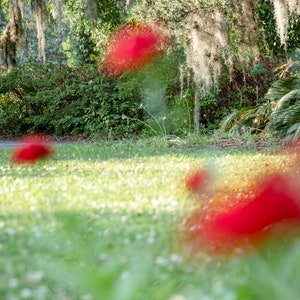 Charleston, South Carolina Photography