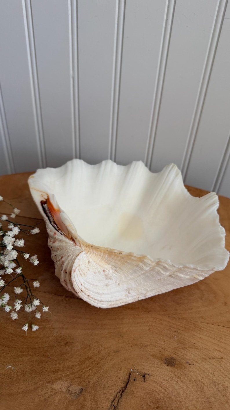 Giant Beautiful Coastal Natural Clamshell - Etsy