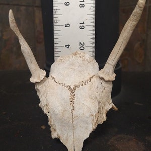 Jackalope horns with knitted skull plates
