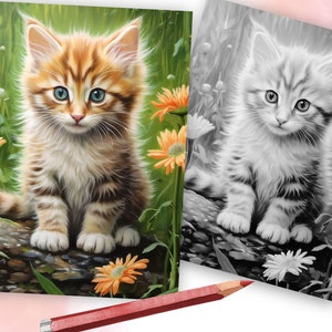 May include: A cute orange and white tabby kitten with blue eyes sits on a rock in a field of green grass and yellow flowers. The kitten is looking at the camera.