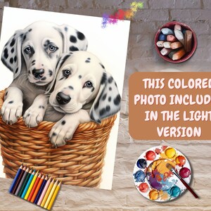 May include: Two Dalmatian puppies sit in a wicker basket. The puppies are looking at the camera. The image is a coloring page with a note that the colored version is included in the light version.