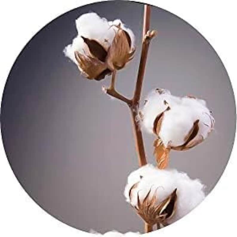 Organic Cotton Muslin Bags: Double Drawstring Favor Bags - Select Sizes and Quantities Bild 10