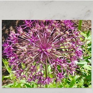 Cartes postales décoratives faites main avec des fleurs d'oignons