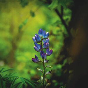 Forest flower