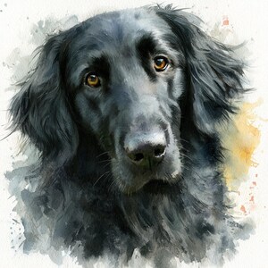 May include: A watercolor painting of a black dog with long, flowing fur and expressive amber eyes. The dog is depicted from the chest up, with a detailed face and soft, blended edges that fade into a white background with subtle color splashes.
