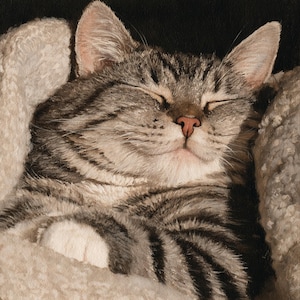 May include: A tabby cat with grey and black stripes and a pink nose is sleeping peacefully while wrapped in a soft, textured, cream-colored blanket. The cat has its eyes closed and is nestled comfortably within the folds of the fabric.