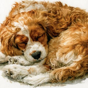 May include: A watercolor painting of a sleeping spaniel dog with long, wavy fur in shades of golden brown and white. The dog is curled into a tight ball with its eyes closed, showcasing a dark nose and soft, textured coat details throughout.