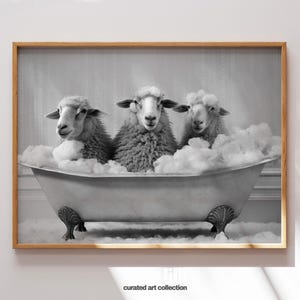 May include: Three sheep are taking a bath in a white porcelain bathtub. The sheep are covered in bubbles and are looking at the camera. The bathtub is on a white tiled floor. The image is in black and white.