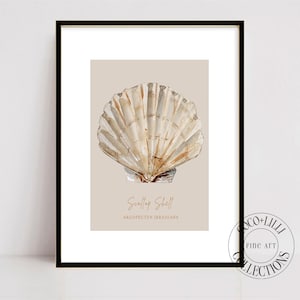 May include: Framed print featuring a detailed watercolor illustration of a scallop shell. The shell is depicted in shades of beige and white against a neutral background. The text "Scallop Shell" and scientific name are below the shell.
