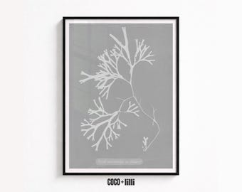 May include: A framed wall art print featuring a white botanical illustration of seaweed on a solid gray background. The print is enclosed in a thin black frame and includes small white text at the bottom center of the image area.