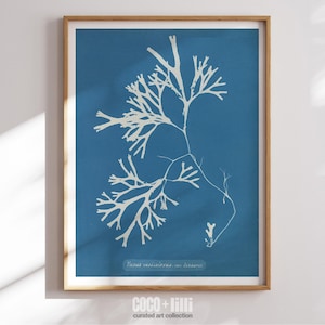 Coral Seaweed Prints Seaweed Wall Art Vintage Coral Print Under The Sea Life Art Ocean Plants Print Coastal Decor Beach Decor Nautical Art