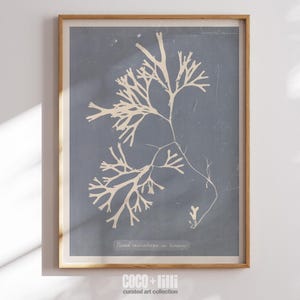 Vintage Seaweed Prints, Ocean Coral Wall Art, Coastal Beach Decor, Neutral Nautical Art