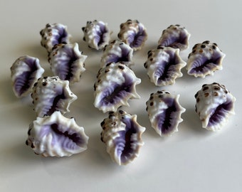 Purple Hawaiian Drupe (Drupa Morum), (12) Shells per order, Approx. 7/8"- 1 1/2", Beautiful Hawaiian Shells, Knobby exterior, purple inside.