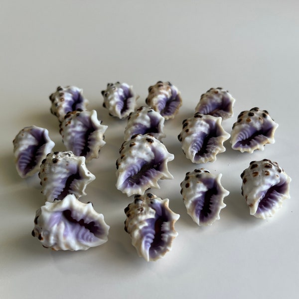 Purple Hawaiian Drupe (Drupa Morum), (12) Shells per order, Approx. 7/8"- 1 1/2", Beautiful Hawaiian Shells, Knobby exterior, purple inside.