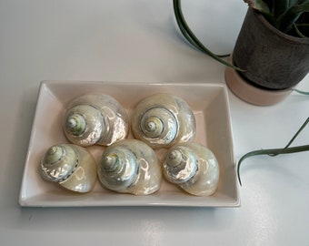 Delightful Meg pie Shells, Large 2.25-2.75", Iridescent, pearled with a wide, rounded body whorl, simply beautiful, Display or Gift.