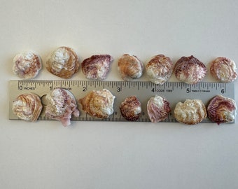Corrugate Jewelbox Shells, smalls to med/lg, seashells, (Chama congregate) unique crafting shells with a rough reddish exterior, Fun Shells