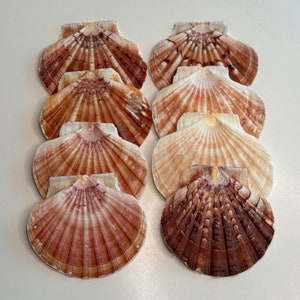 Gorgeous Irish Flats, Fan Shaped - 4" Flat Scallops, Colors range from Pinkish, Orangish to Chestnut, Craft, Display or Collect.