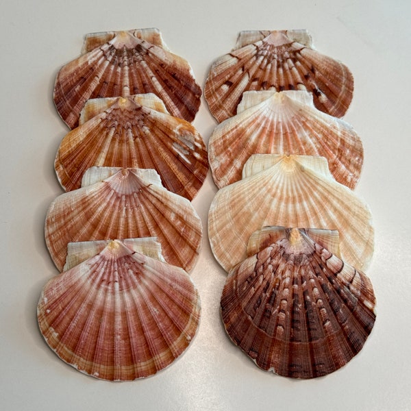 3-4" Irish Flats, Gorgeous Fan Shaped Flat Scallops, Colors range from Pinkish, Orangish to Chestnut, big Crafters, display or Collect.