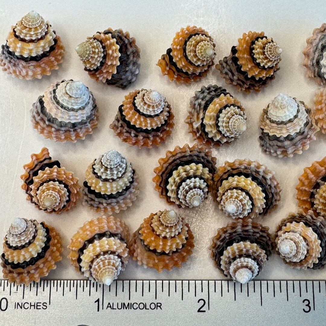 15 Pretty Cream Top Shells, 1/2, Vibrant Peach, Black, Brown & Cream ...