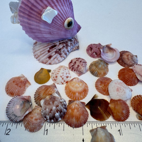 10 Miniature (1/2-3/4") Calico Scallops, Atlantic Calico Scallops, Colorful Pretty Florida Shells for crafting, Best Seller.