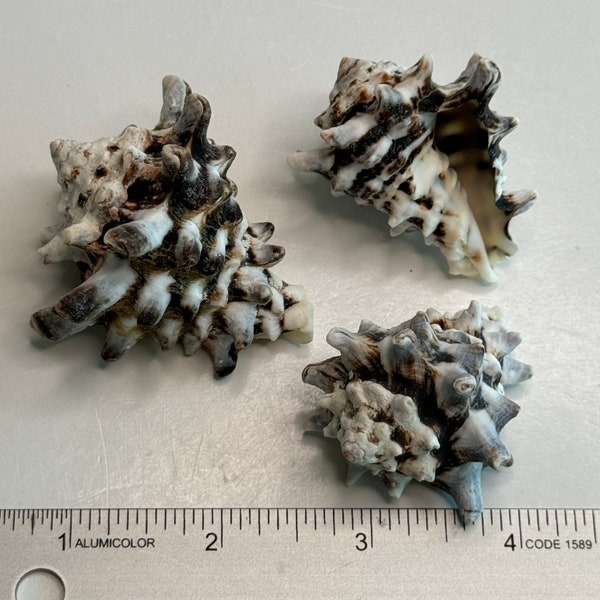 Vasum Shells, Common name -Pacific Vase Shell with horizontal black & white bands, well defined chunky Spikes, Pine Cone Shells (3) shells
