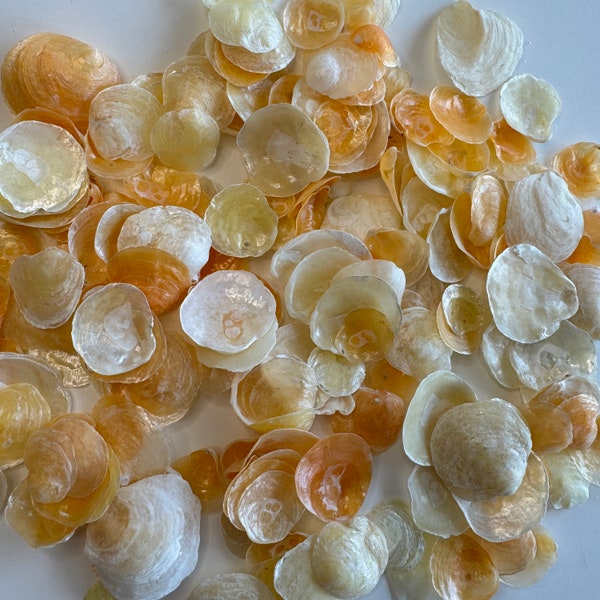 Orange-yellow Jingle Shells, Best Seller, Small Round Translucent Florida Jingles, Common Jingles, miniatures available.