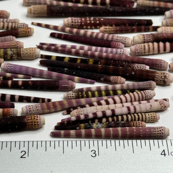Tiger Urchin Spines, Mix of Solids and Stripes, Deep browns, lavenders, & creams, 1"- 2", lightweight and narrow Urchin Spines.