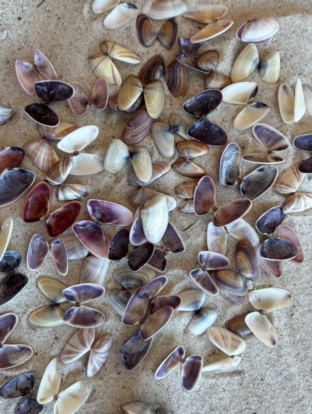 Purple & White Coquina Clams, donax Variabilis, Coquina Shells, 1/3 or