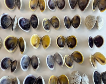 Clam Pairs, Cross-barred Venus Clam Shell PAIRS, (Chione elevata), (25)  Pairs, Cleaned w/polished interiors, Clam shells, Purple shells.