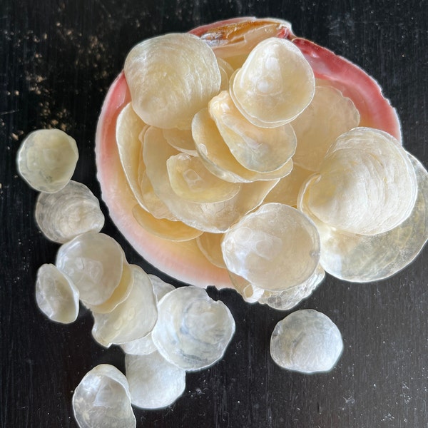 White/Cream Jingle Shells, (Anomia Ephippium), 50+ Shells, Common Jingle Shell, Translucent round Shells