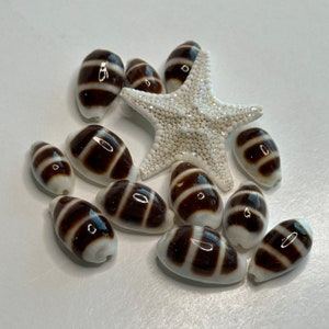 New...Cook Island Asellus Cowries, Very pretty, very small Cowries commonly called "Little Ass Cowries", sets of (3) or (6), Gift, Collect.