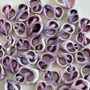 Cebu Beauty Shells, Center Cut Shells, Small 1/2 - 3/4+", lovely purple shells for Crafters & Shell Artists, Best Seller.